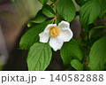 ナツツバキ(沙羅双樹の花)Japanese stewartia ナツツバキ(沙羅双樹の花)Japanese stewartia 140582888
