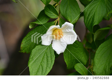 ナツツバキ(沙羅双樹の花)Japanese stewartia ナツツバキ(沙羅双樹の花)Japanese stewartia 140582888