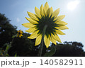 太陽に向かって咲くひまわり 140582911