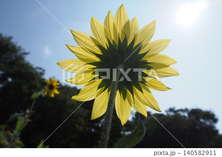 太陽に向かって咲くひまわり 太陽に向かって咲くひまわり 140582911