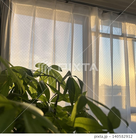 夕暮れ時の窓辺でリラックスする観葉植物の柔らかな光 140582912