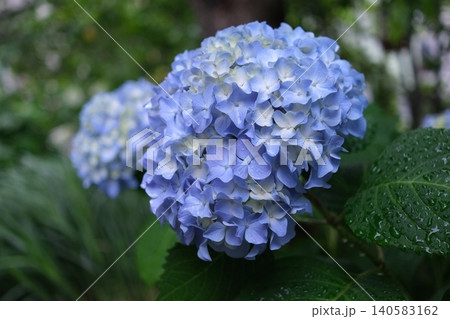 紫陽花 紫陽花 140583162