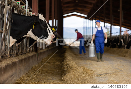 Black and white cows eating compound feed, peeking through stall fence in cow house. Cattle breeding, dairy and meat production concept Black and white cows eating compound feed, peeking through stall fence in cow house. Cattle breeding, dairy and meat production concept 140583195