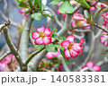 アデニウム・オベスム Adenium obesum アデニウム・オベスム Adenium obesum 140583381