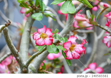 アデニウム・オベスム Adenium obesum アデニウム・オベスム Adenium obesum 140583381