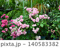 ブーゲンビリア Bougainvillea ブーゲンビリア Bougainvillea 140583382