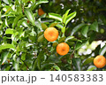 タチバナ Citrus tachibana タチバナ Citrus tachibana 140583383