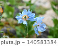 メコノプシス・ベトニキフォリア Himalayan Blue Poppy メコノプシス・ベトニキフォリア Himalayan Blue Poppy 140583384