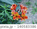 アルストロメリア「インディアンサマー」 Alstroemeria 'Indian Summer' アルストロメリア「インディアンサマー」 Alstroemeria 'Indian Summer' 140583386