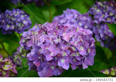 梅雨に咲く紫陽花 140583731