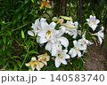 ユリ Lily ユリ Lily 140583740