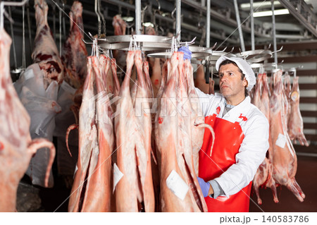 Butcher checking raw lamb carcasses hanging in chilling room Butcher checking raw lamb carcasses hanging in chilling room 140583786