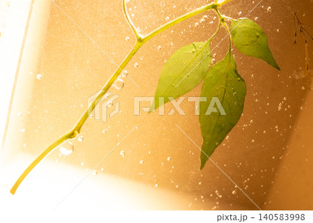 ぼかし素材・押し花・葉っぱ・水に浮かぶ瑞々しい植物 イメージ ぼかし素材・押し花・葉っぱ・水に浮かぶ瑞々しい植物 イメージ 140583998