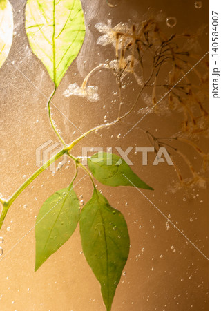 ぼかし素材・押し花・葉っぱ・水に浮かぶ瑞々しい植物 イメージ ぼかし素材・押し花・葉っぱ・水に浮かぶ瑞々しい植物 イメージ 140584007