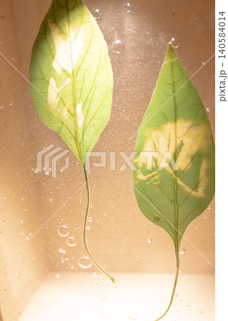 ぼかし素材・押し花・葉っぱ・水に浮かぶ瑞々しい植物 イメージ ぼかし素材・押し花・葉っぱ・水に浮かぶ瑞々しい植物 イメージ 140584014