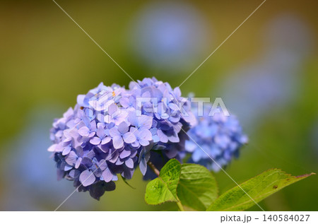 梅雨の晴れ間の日差しに輝く紫陽花 梅雨の晴れ間の日差しに輝く紫陽花 140584027