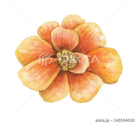 Watercolor Tagetes patula orange flower botanical illustration. Hand drawn French Marigold bloom with vibrant petal and vintage top view. Floral summer design for wedding invitation card or postcard. Watercolor Tagetes patula orange flower botanical illustration. Hand drawn French Marigold bloom with vibrant petal and vintage top view. Floral summer design for wedding invitation card or postcard. 140584030