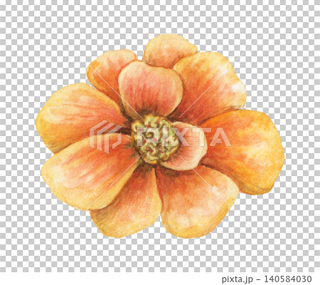 Watercolor Tagetes patula orange flower botanical illustration. Hand drawn French Marigold bloom with vibrant petal and vintage top view. Floral summer design for wedding invitation card or postcard. Watercolor Tagetes patula orange flower botanical illustration. Hand drawn French Marigold bloom with vibrant petal and vintage top view. Floral summer design for wedding invitation card or postcard. 140584030