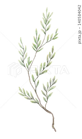 Watercolor twig with delicate leaves botanical illustration. Hand drawn green grass branch with realistic foliage and vintage texture. Floral natural design element for wedding invitation card. 140584042