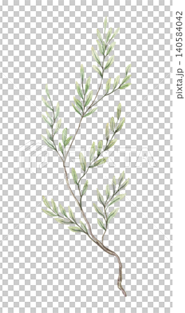 Watercolor twig with delicate leaves botanical illustration. Hand drawn green grass branch with realistic foliage and vintage texture. Floral natural design element for wedding invitation card. 140584042