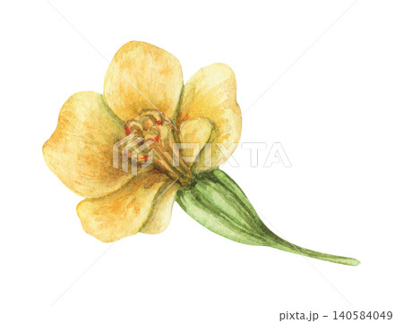 Watercolor French Marigold yellow flower botanical illustration. Hand drawn Tagetes patula bloom with vibrant petal and vintage beauty. Floral summer design for wedding invitation card or postcard. Watercolor French Marigold yellow flower botanical illustration. Hand drawn Tagetes patula bloom with vibrant petal and vintage beauty. Floral summer design for wedding invitation card or postcard. 140584049