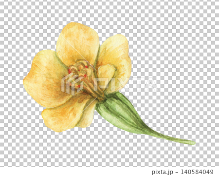 Watercolor French Marigold yellow flower botanical illustration. Hand drawn Tagetes patula bloom with vibrant petal and vintage beauty. Floral summer design for wedding invitation card or postcard. Watercolor French Marigold yellow flower botanical illustration. Hand drawn Tagetes patula bloom with vibrant petal and vintage beauty. Floral summer design for wedding invitation card or postcard. 140584049