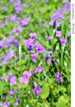 植物:ショカッサイ アブラナ科 植物:ショカッサイ アブラナ科 140584138