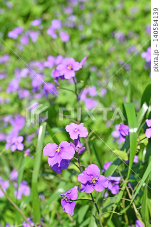 植物：ショカッサイ　アブラナ科 140584139