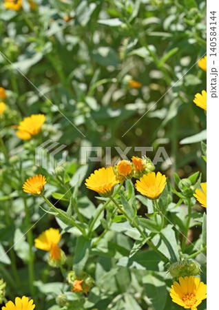 植物:キンセンカ キク科 植物:キンセンカ キク科 140584144