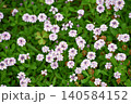 ヒメイワダレソウ(姫岩垂草) Phyla canescens ヒメイワダレソウ(姫岩垂草) Phyla canescens 140584152