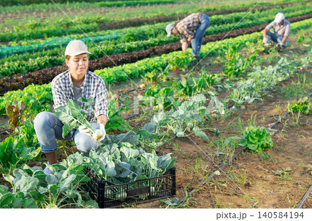 Young woman harvesting kohlrabi in field 140584194