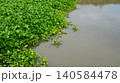 Water Hyacinth Growing Along Calm Riverbank with Copy Space 140584478