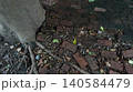 Old Brick Pavement with Tree Roots and Dry Fallen Leaves 140584479