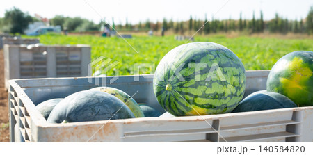 Harvested fresh ripe watermelons in large box 140584820