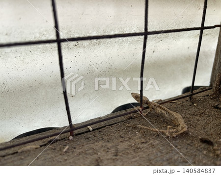 Dried Gecko Carcass Skeleton On Wooden Surface Behind Wire Mesh Dried Gecko Carcass Skeleton On Wooden Surface Behind Wire Mesh 140584837