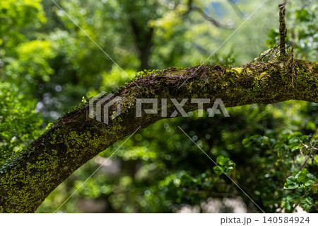 苔の生えた木 苔の生えた木 140584924