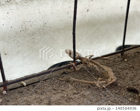 Close-up Of Dried Gecko Lizard Carcass Skeleton Behind Wire Mesh Close-up Of Dried Gecko Lizard Carcass Skeleton Behind Wire Mesh 140584936