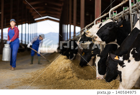 Farmers work in open cowshed at cow farm 140584975