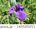 画像中央部に焦点を定めて、背景をぼかして撮影した紫色のハナショウブ 140585051