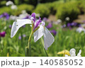 花菖蒲園に紫色のショウブの花が咲いています 140585052