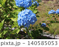 青い紫陽花 140585053