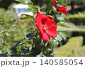 バラ(サラバンド) 140585054
