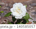 白いばらの花のアップ 140585057