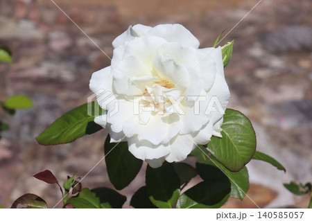 白いばらの花のアップ 白いばらの花のアップ 140585057