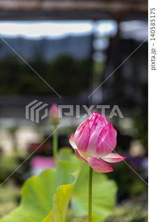開花した蓮の花 140585175