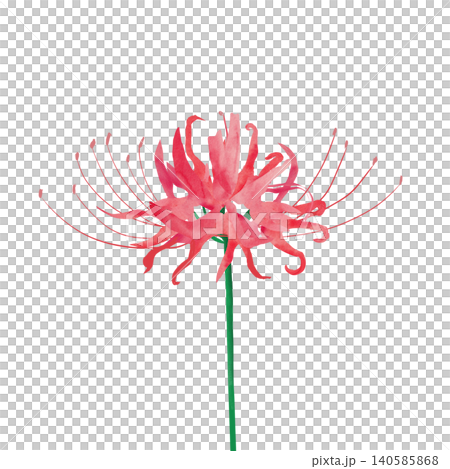 紅孤挺花的插圖 紅孤挺花的插圖 140585868