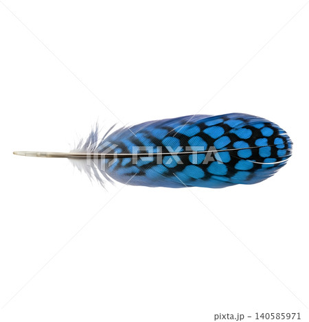 Isolated Blue Jay Feather with Black Spots on a Black Background Isolated Blue Jay Feather with Black Spots on a Black Background 140585971