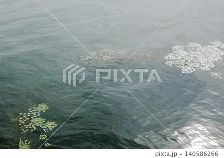 川面に浮かぶ水草の葉 川面に浮かぶ水草の葉 140586266