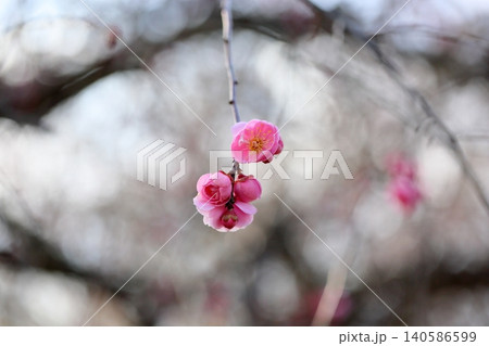 可愛い　ピンクのシダレウメの花 140586599
