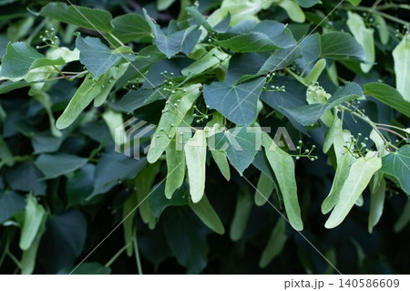Linden tree hanging pale bracts seeds buds dark foliage Linden tree hanging pale bracts seeds buds dark foliage 140586609